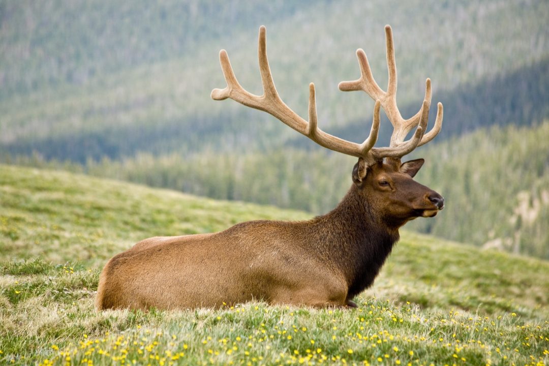 Deer Free Wallpapers