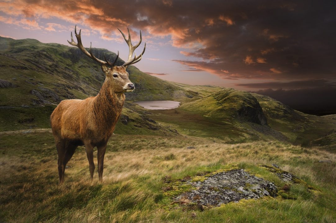 Deer HD Wallpapers