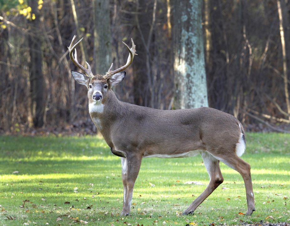 Deer Photo Gallery