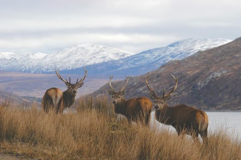 Deer Photos