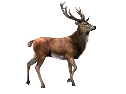 Deer images