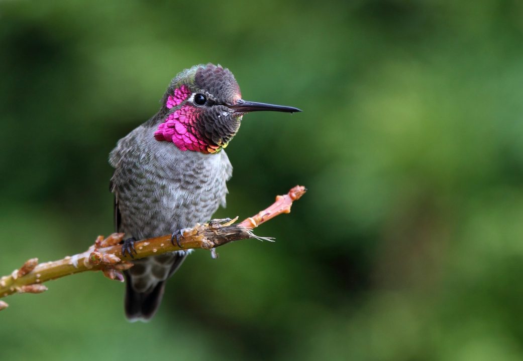 Hummingbird 4K