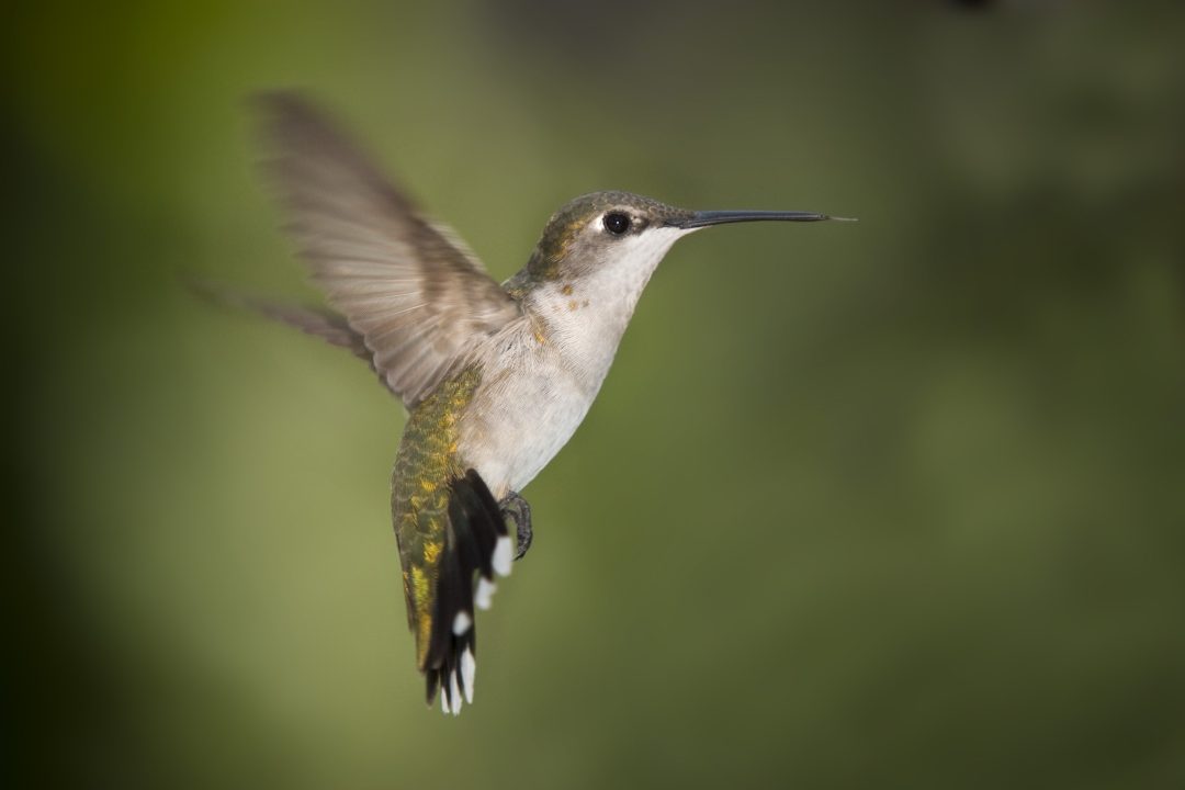 Hummingbird Background images