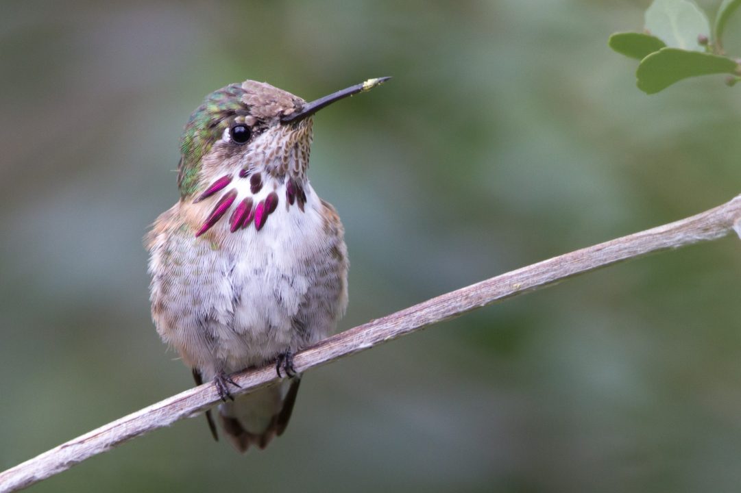 Hummingbird Computer Wallpapers