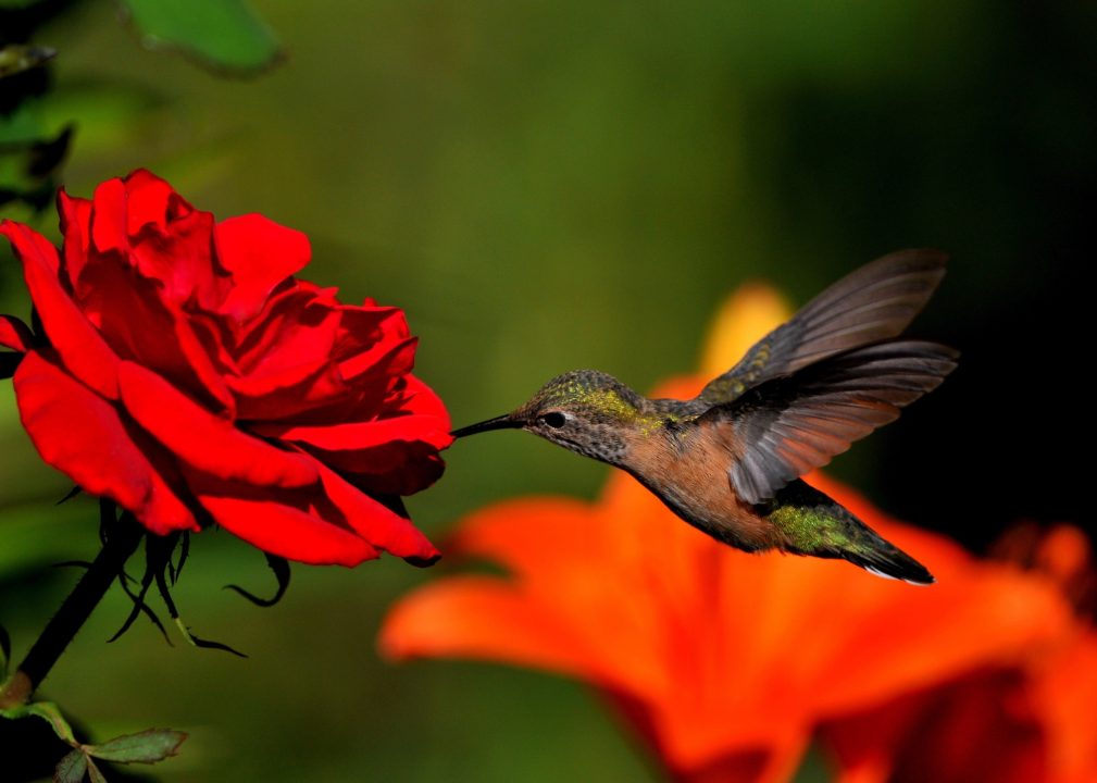 Hummingbird Desktop Wallpapers