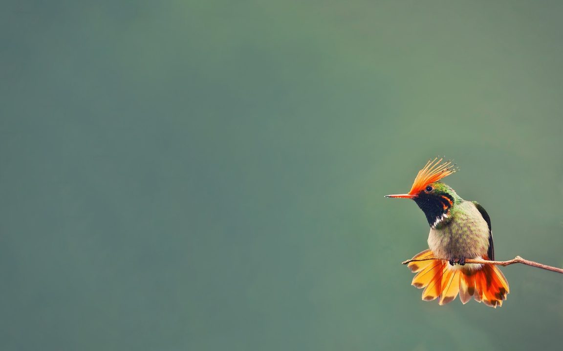 Hummingbird HQ Wallpapers