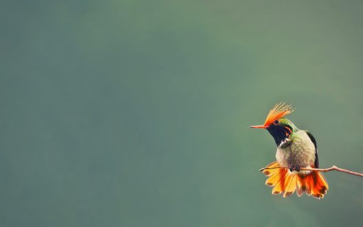 Hummingbird HQ Wallpapers