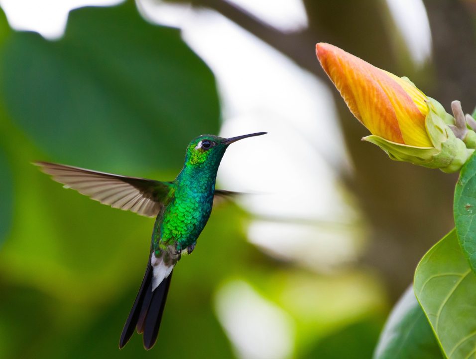 Hummingbird PC Wallpapers