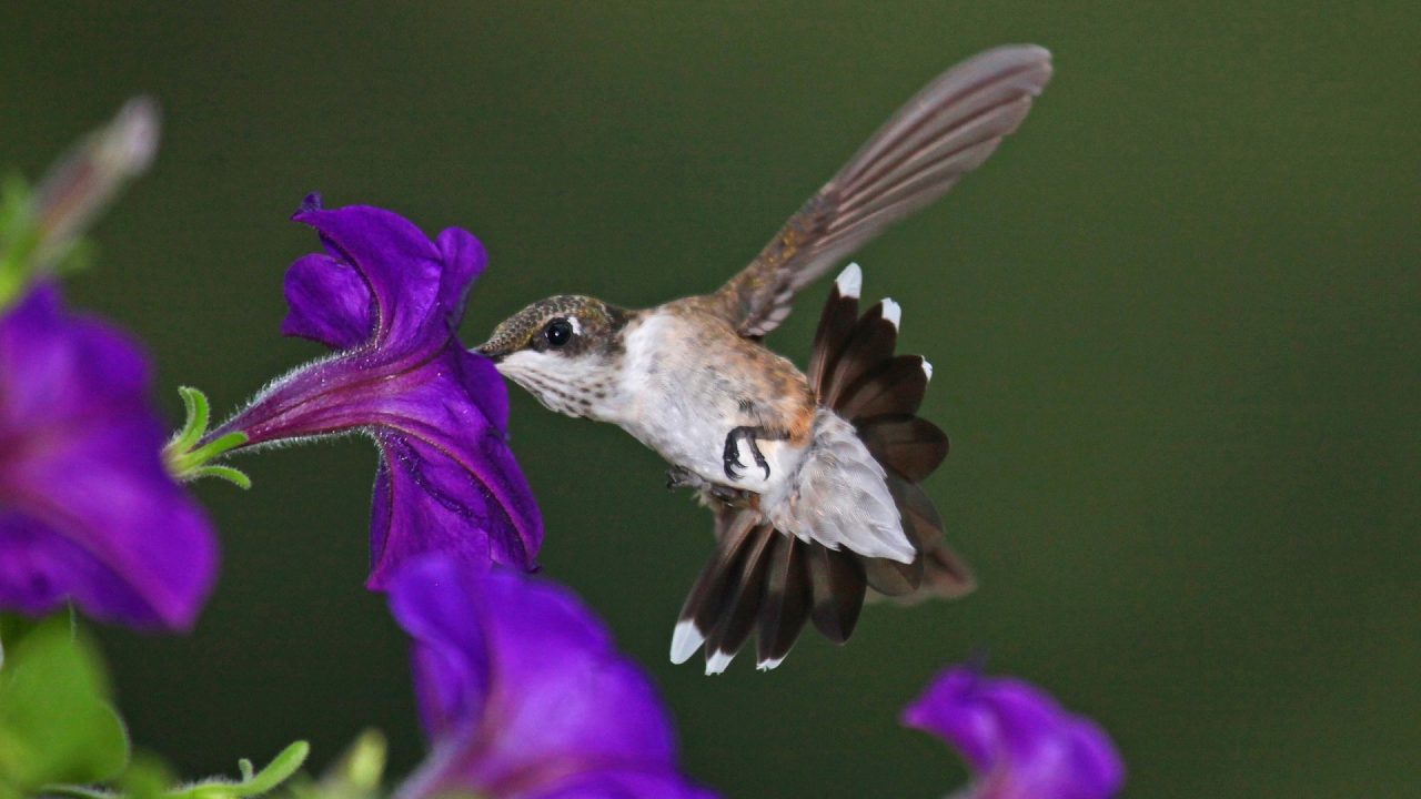 Hummingbird Photo Gallery