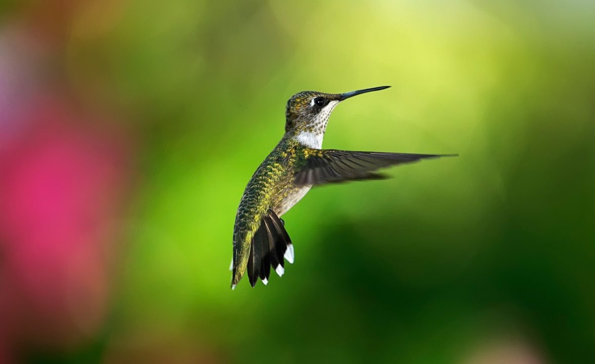 Hummingbird Pics