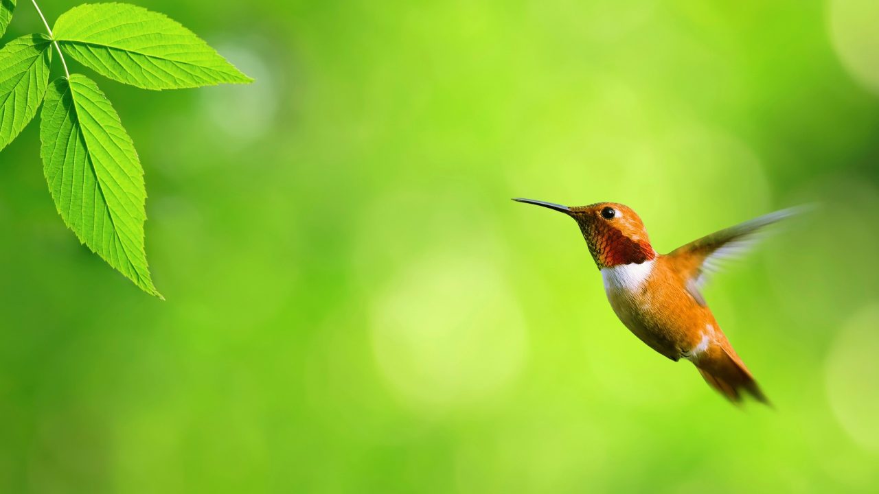 Hummingbird Picturess