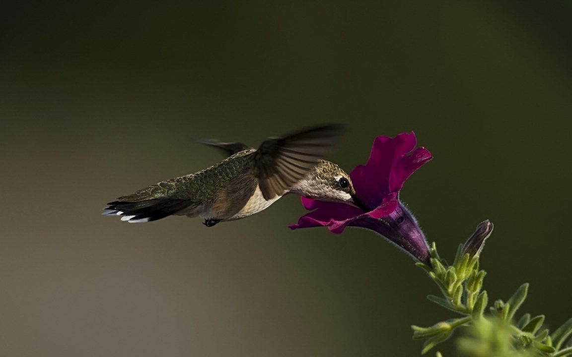 Hummingbird Wallpapers 2