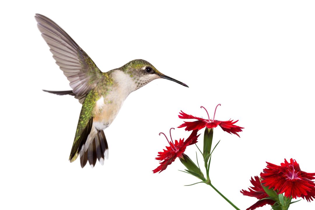 Hummingbird Wallpapers 3