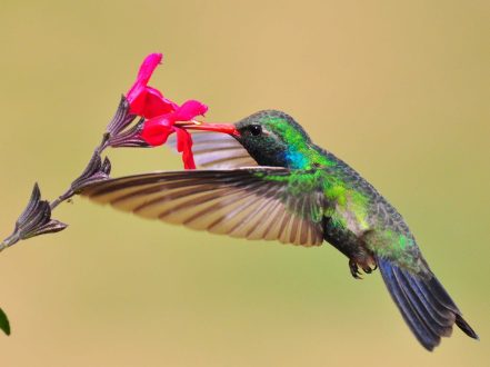 Hummingbird Wallpapers