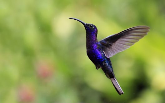 Hummingbird Wallpapers for Laptop