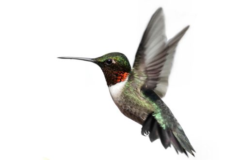 Hummingbird images