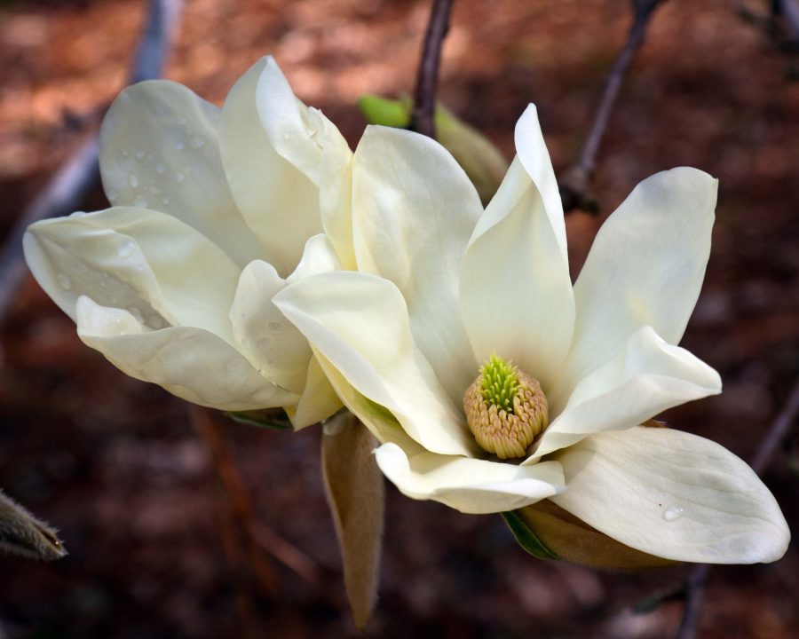 Magnolia