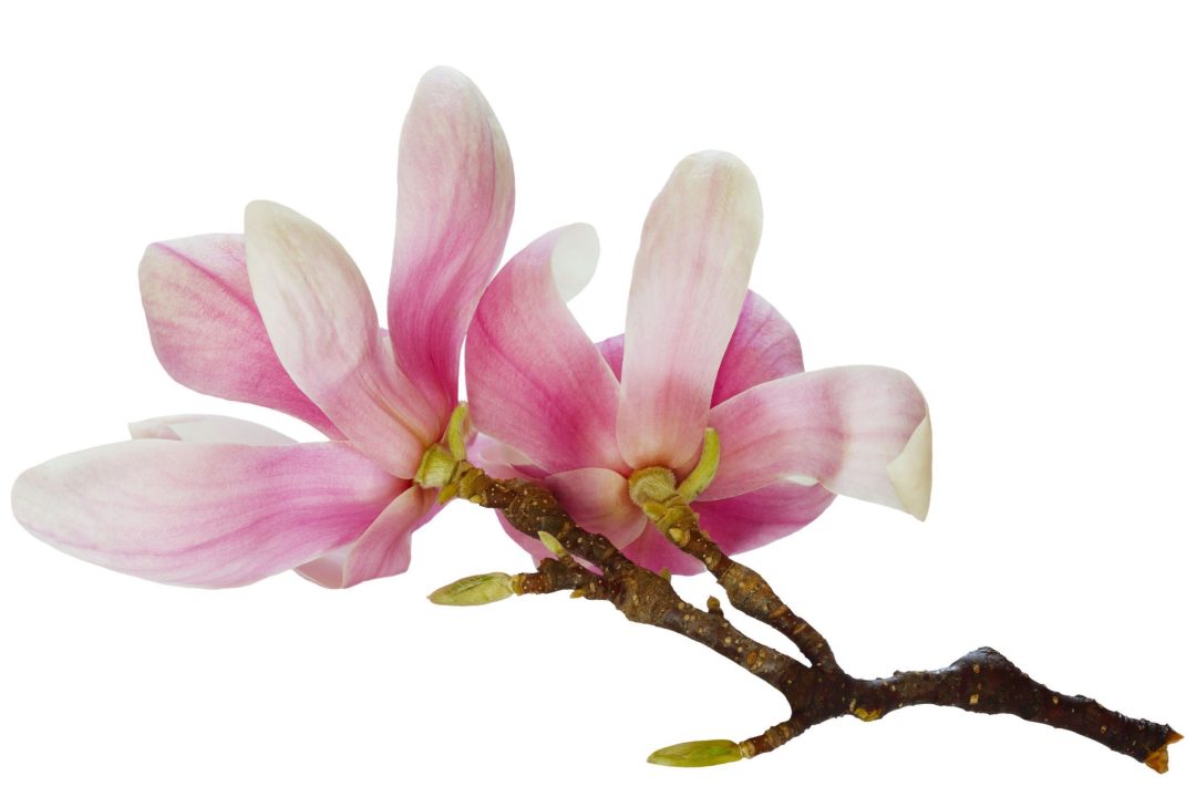 Magnolia Desktop images