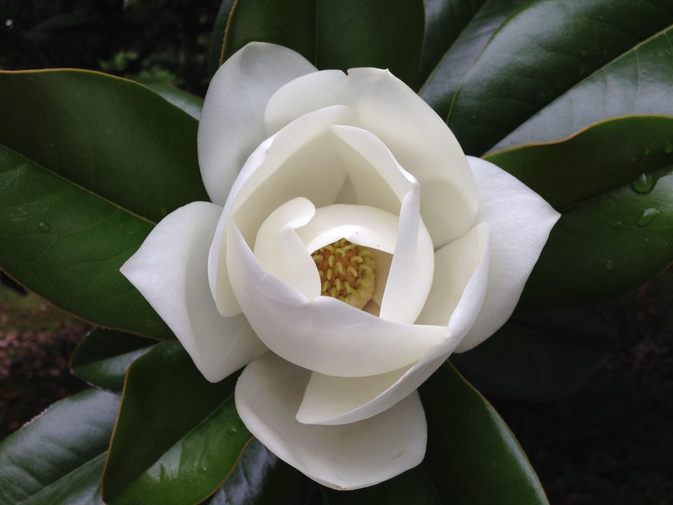 Magnolia Pics