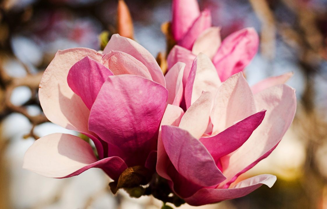 Magnolia Wallpapers for Windows