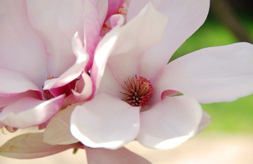 Magnolia images