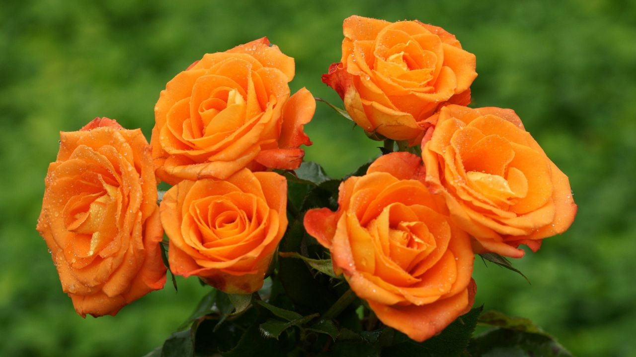 Orange Rose