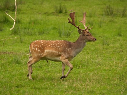 Pictures of Deer