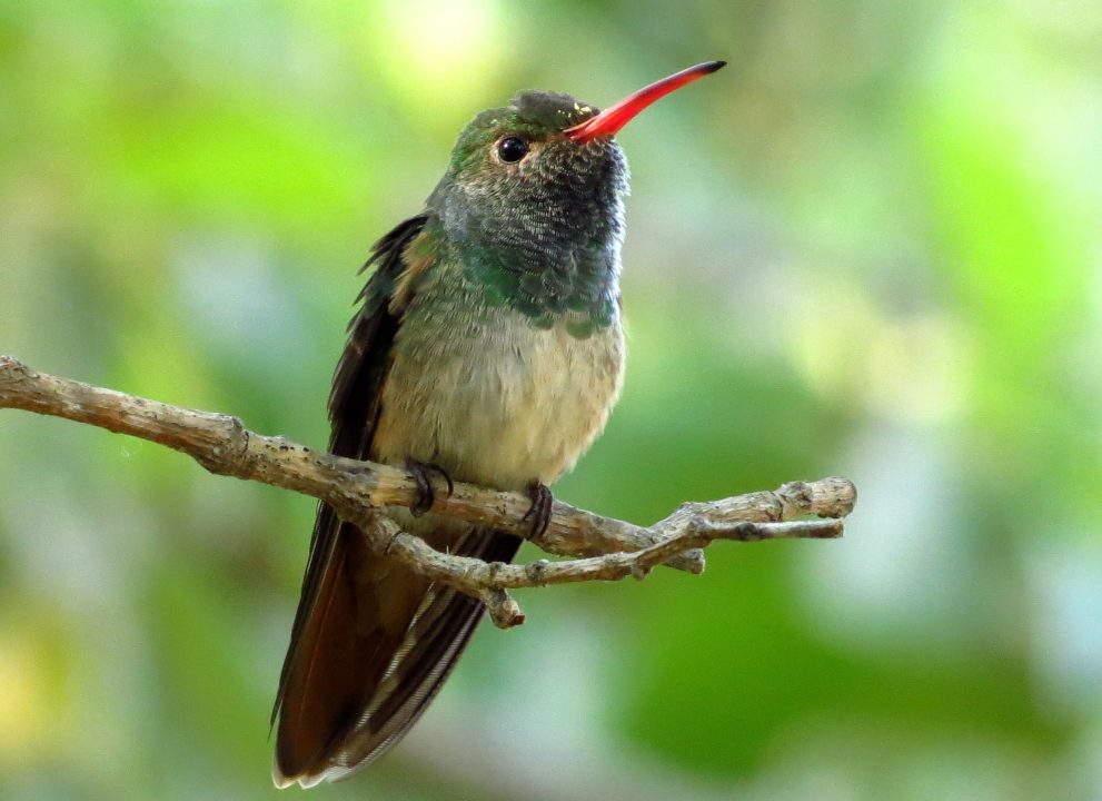 Pictures of Hummingbird
