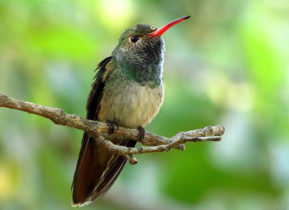 Pictures of Hummingbird