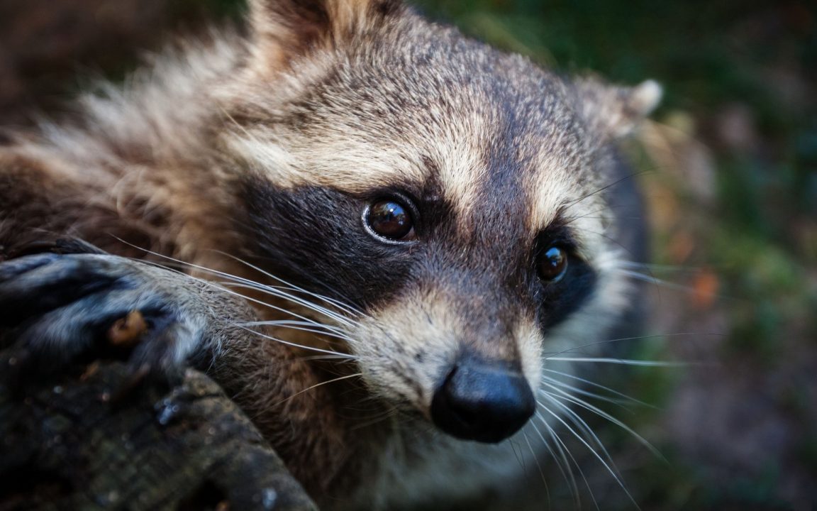 Pictures of Raccoon