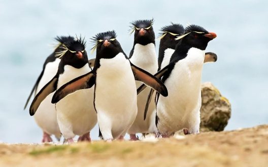 Pictures of Royal Penguin