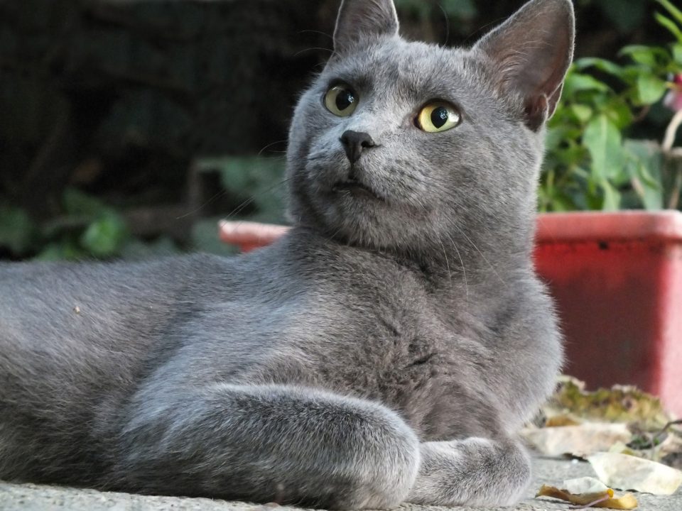 Pictures of Russian Blue