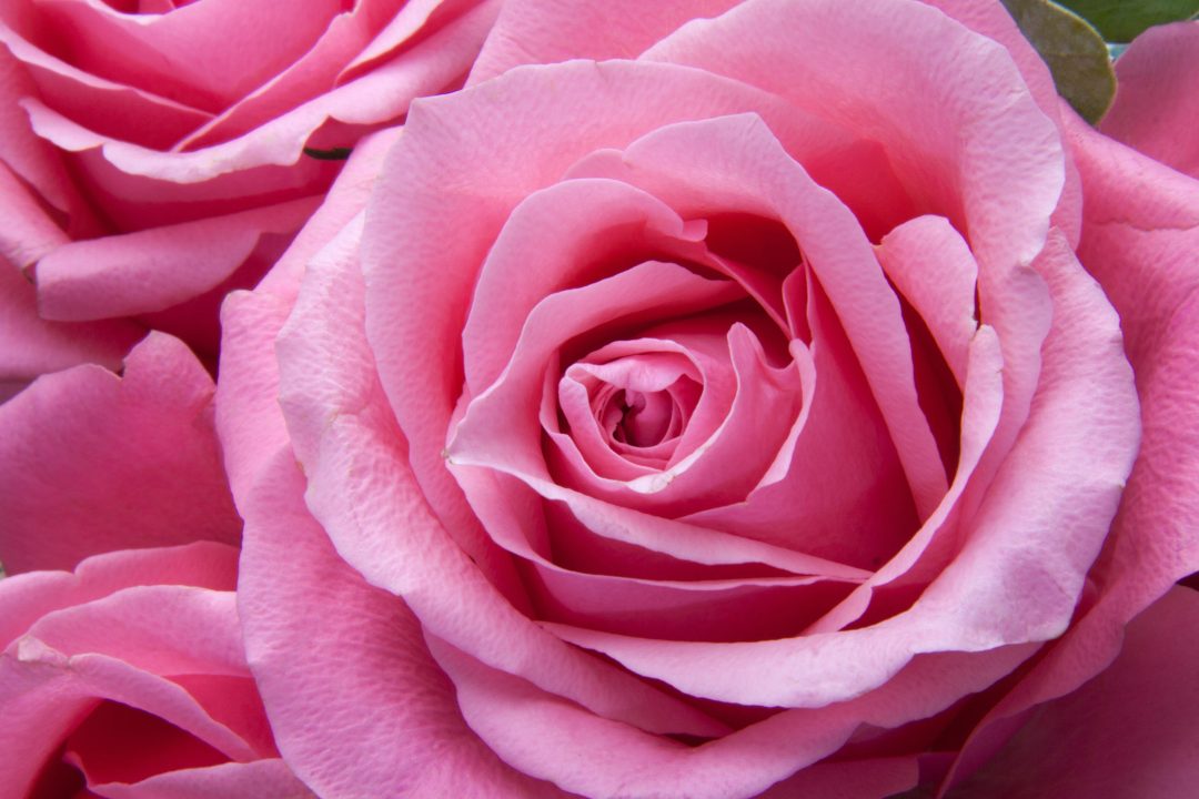 Pink Rose