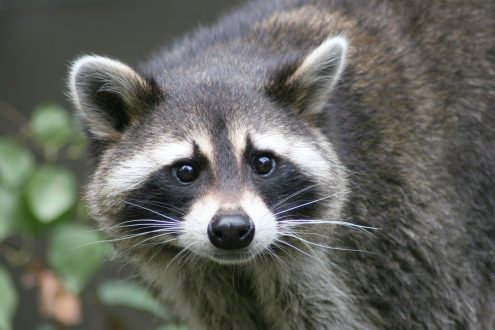 Raccoon 4K