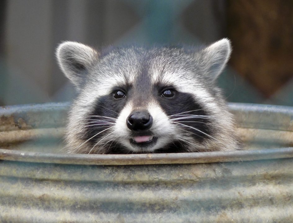 Raccoon Desktop images