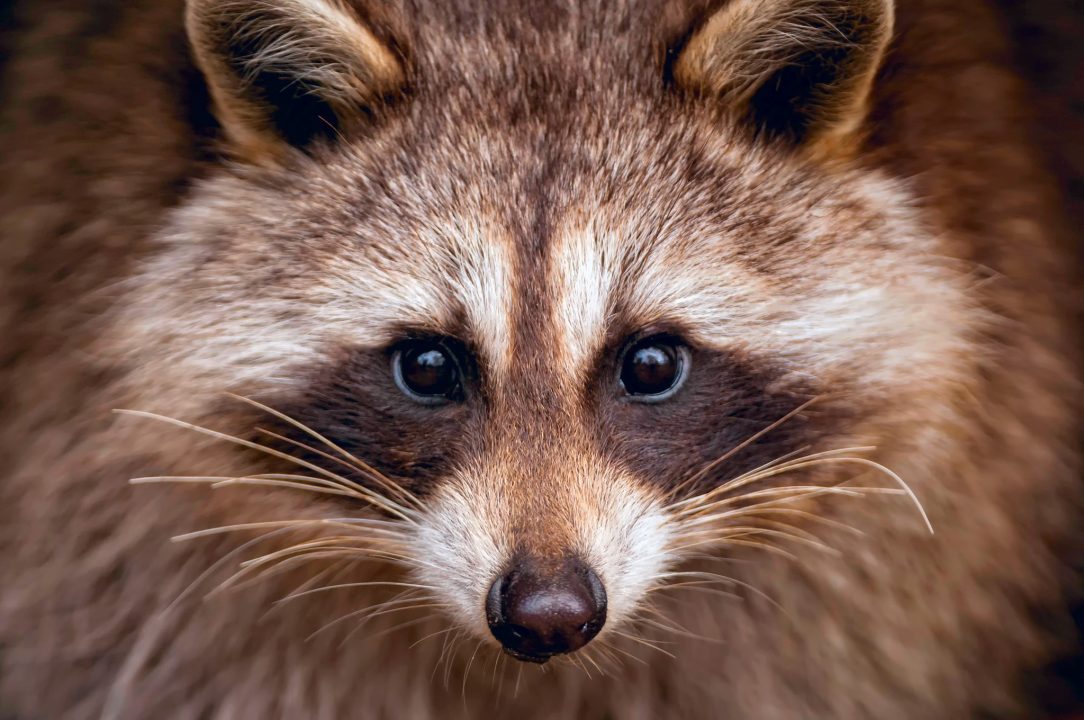 Raccoon HD Wallpapers