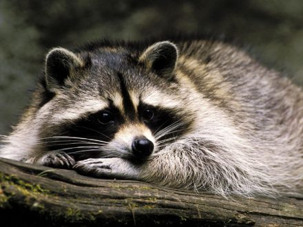 Raccoon Photo Gallery