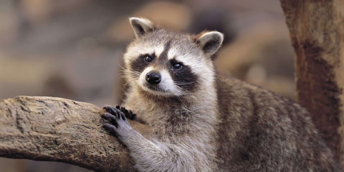 Raccoon Pics