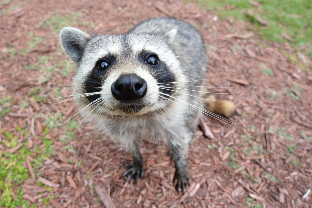 Raccoon Pictures