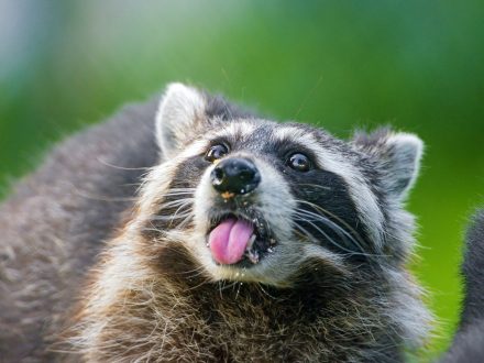 Raccoon Wallpapers for Laptop