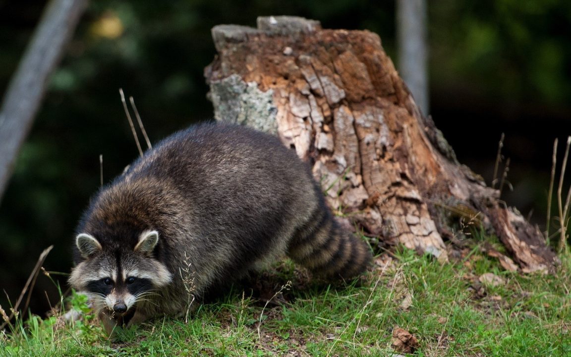 Raccoon images
