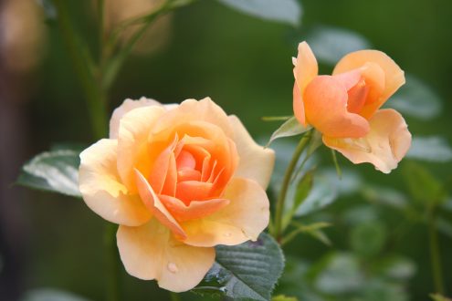 Rose Background images