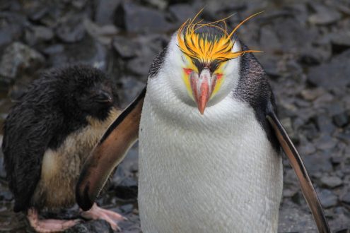 Royal Penguin Background images