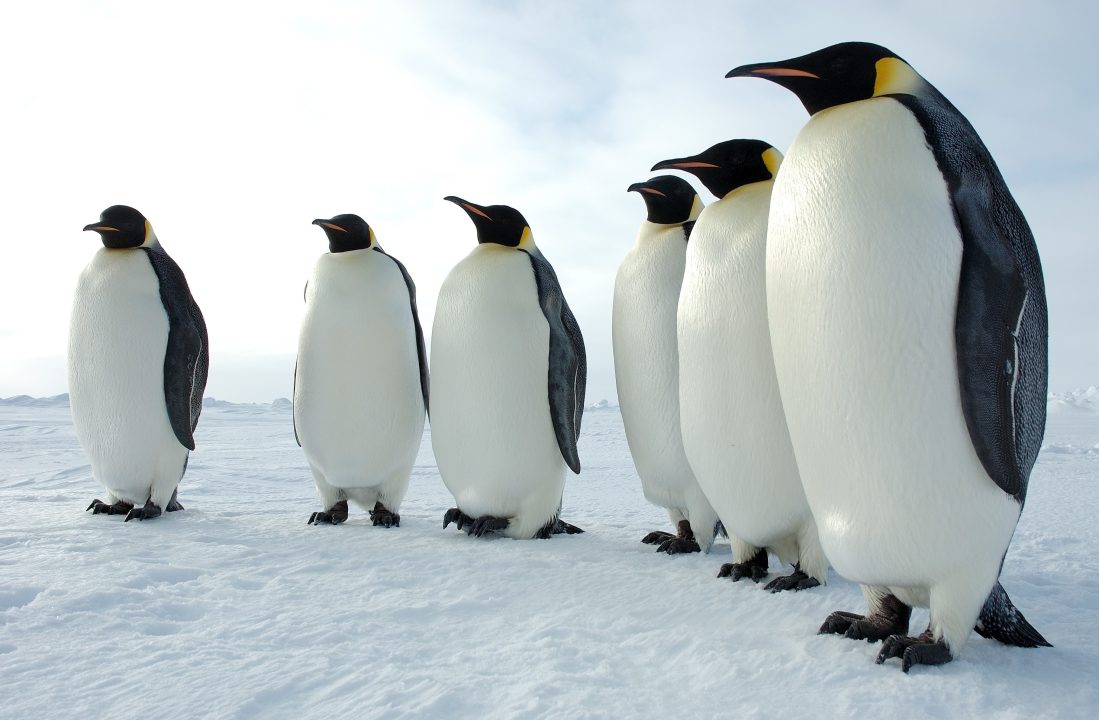 Royal Penguin Photo Gallery