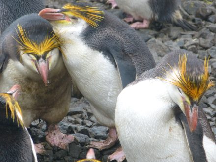 Royal Penguin Photos