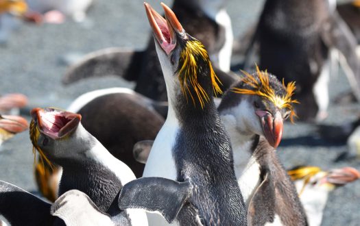 Royal Penguin Pics