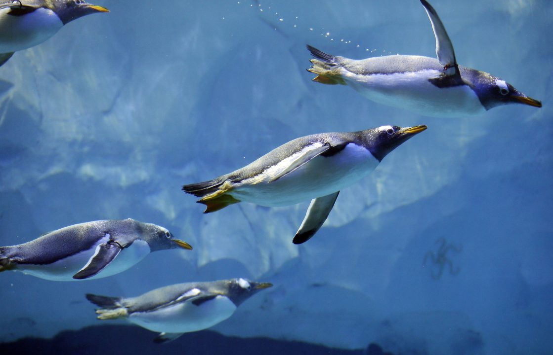 Royal Penguin Wallpapers