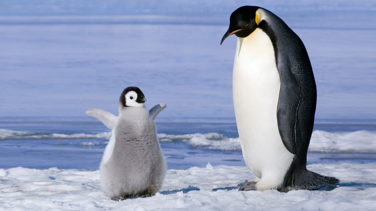 Royal Penguin images