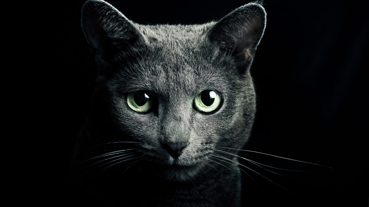 Russian Blue 4K