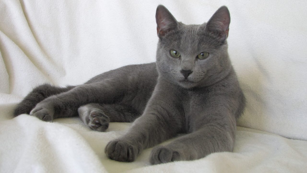 Russian Blue Background images
